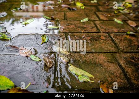 chaussée en béton estampé, revêtement extérieur en ciment imperméable eau humide ardoise motif de carreaux de pierre, revêtement extérieur en ciment décoratif Banque D'Images