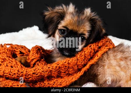 Petit chien allongé parmi des vêtements en fourrure et un foulard weaven. Banque D'Images
