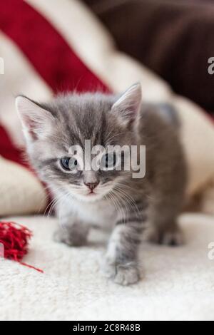 Le chaton britannique regarde de très près. Le chaton gris est très beau. Banque D'Images