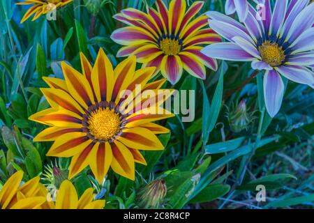 plantez des gréens de gazania ou des fleurs de trésor ouvertes avec la lumière du soleil le jour ensoleillé à l'extérieur Banque D'Images