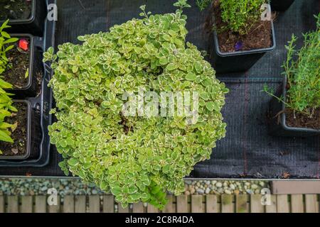 Feuille de menthe variégée ou plante de Plectranthus madagascariensis vue de dessus Banque D'Images