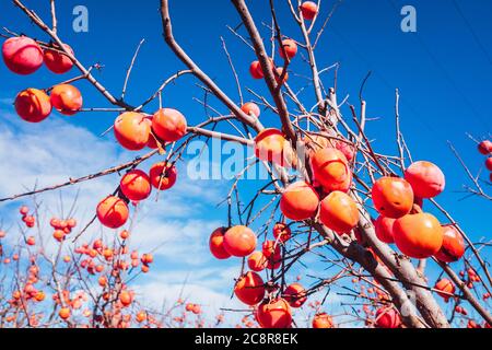 Diospyros kaki, de la variété Persimon, mûr sur une branche d'arbres dans une plantation à Valence, en Espagne. Banque D'Images
