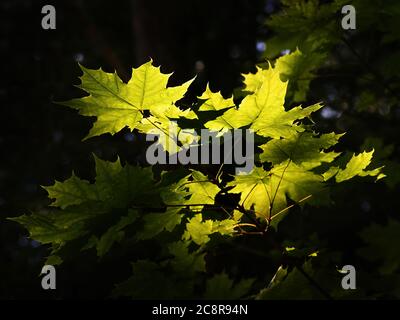 Un groupe de feuilles rétroéclairées par le soleil Banque D'Images