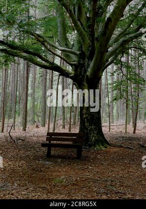 Un banc de parc se trouve sous un grand arbre dans la zone naturelle de Chapel Branch, près de Seaford, DE. Banque D'Images