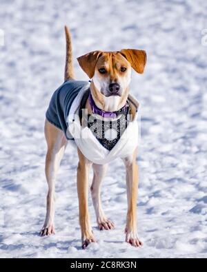 Un beagle mix s'arrête un moment en jouant au parc pour chiens pendant un après-midi hivernal. Banque D'Images