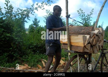 Homme local préparant du bois de chauffage pour transporter leurs bicyclettes à vendre sur le marché local, plateau de Zomba, Malawi, Afrique. Banque D'Images