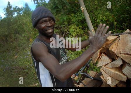 Homme local préparant du bois de chauffage pour transporter leurs bicyclettes à vendre sur le marché local, plateau de Zomba, Malawi, Afrique. Banque D'Images