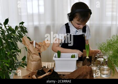 Le garçon est engagé dans la plantation. Les paumes se délapeu délicatement de la dernière ampoule en jacinthe du papier d'emballage. Banque D'Images