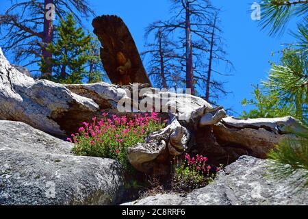 Fleurs sauvages près du lac Huntington dans la Sierra de Californie Banque D'Images