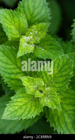 Menthe verte parfumée (Mentha suaveolens) dans des gouttes de rosée, vue de dessus Banque D'Images
