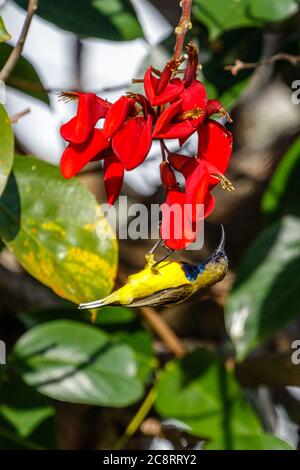 Sunbird à dos olive ou Sunbird à ventre jaune (Cinnyris jugularis), assis sur l'Erythrina rouge, la griffe de tigre ou le Coral Tree. Bali, Indonésie. Banque D'Images