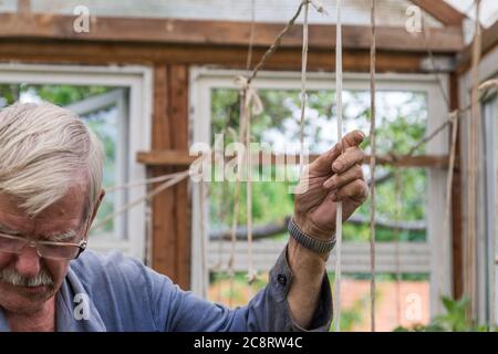 Homme adulte senior travaillant dans le jardin de légumes attachez les plantes de tomate Banque D'Images