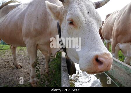 06 juillet 2020, Suisse, Habkern : une vache boit d'une gouttière. Les vaches sur un alp suisse passent la journée dans la grange à cause de la chaleur et des mouches et le soir après la traite, elles sont lâchées au pâturage. Le premier cours est à la gouttière. Ces vaches laitières et près de 40 autres sont prises en compte par les étudiants allemands Lotta Bess (28) et Jule Fründt (25), qui passent tout l'été sur l'alp, le troupeau, la traite et la fabrication du fromage. (À dpa: 'Vache et fromage au lieu de Corona: Travail d'été sur l'alp suisse') photo: Christiane Oelrich/dpa Banque D'Images