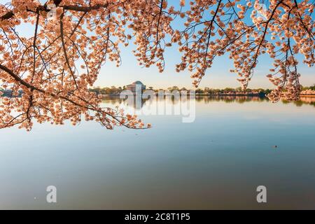 Raz Basin et Jefferson Memorial lors du festival national des cerisiers en fleurs. Washington. CC. ÉTATS-UNIS Banque D'Images