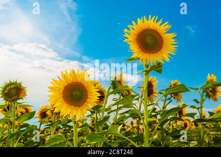 Champ de tournesol vibrant avec lumière du soleil Banque D'Images