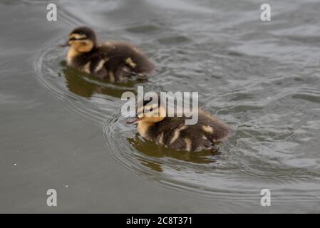 Londres, Royaume-Uni. 26 juillet 2020. Canetons de collard vus dans le lac au parc St James. Crédit : SOPA Images Limited/Alamy Live News Banque D'Images