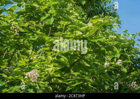 Catalpa speciosa, haricot vert de nom commun, floraison avec quelques vieux gousses de graines de siliques. Oklahoma, États-Unis. Banque D'Images