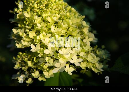 Détails de l'hortensia blanc fleurit dans la lumière du matin Banque D'Images