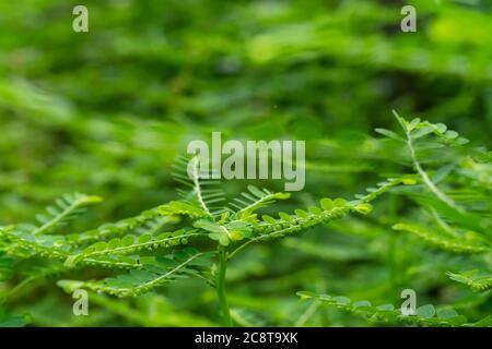 Plante herbacée Phyllanthus niruri et autre nom, graine-sous-feuille, Phyllanthus amarus Schumach & Thonn. Banque D'Images