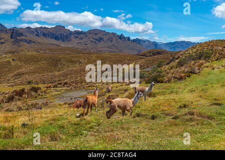 Un troupeau de Llama (Lama glama) dans le parc national de cajas, montagnes des Andes, Cuenca, Equateur. Banque D'Images