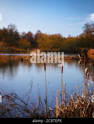 vue sur le lac en hiver Banque D'Images