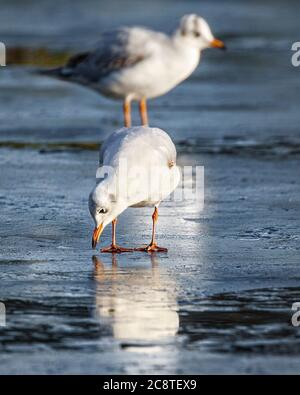 gull debout sur la glace gelée sur l'étang Banque D'Images