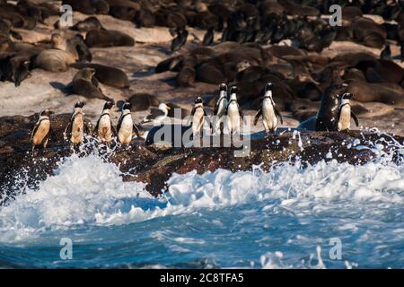 Les pingouins de Jackass se tenant sur les rochers de Seal Island avec les vagues éclaboussant et les phoques à fourrure du Cap en arrière-plan Banque D'Images