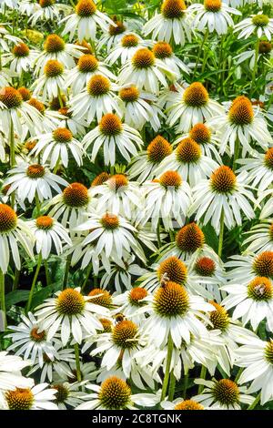 Blanc Echinacea purpurea Alba endurci fleurs blanches vivaces Banque D'Images