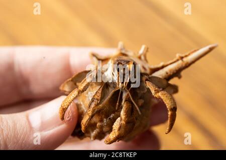 Le crabe hermite australien (Coenobita variabilis) est tenu par une main Banque D'Images