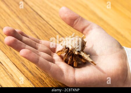 pet Australian Land Hermit Crab (Coenobita variabilis) étant tenu par la main d'un enfant Banque D'Images