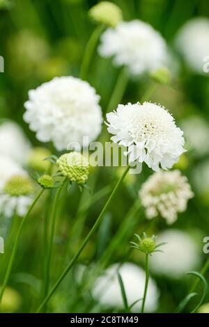 Scabiosa atropurpurea, 'Snowmaidend'. 'Fleur en coussinet', rose égyptienne 'Snowmaidend', fleur de veuve 'Snowmaidend'. Sweet Snabious 'Snowmaidend' Banque D'Images