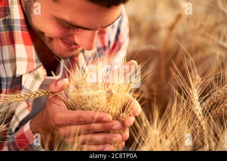 Fermier souriant tenant et sentant un tas d'oreilles de blé mûr cultivé entre les mains. Agronome examinant la récolte de céréales avant de la récolter au lever du soleil Banque D'Images