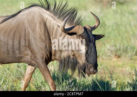 Flétrissure bleue (Connochaetes taurinus), animal adulte, fourrageant dans la haute herbe, Parc transfrontalier de Kgalagadi, Cap Nord, Afrique du Sud, Afrique Banque D'Images