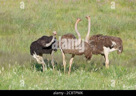 Autruches communes (Struthio camelus), adultes, hommes et femmes, dans la haute herbe, Parc transfrontalier de Kgalagadi, Cap Nord, Afrique du Sud, Afrique du Sud Banque D'Images