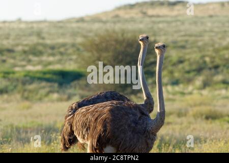 Autruches communes (Struthio camelus), deux femelles adultes, debout dans l'herbe, Alert, Parc transfrontalier de Kgalagadi, Cap Nord, Afrique du Sud, Afrique du Sud Banque D'Images