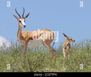 Springboks (Antidorcas marsupialis), mère attentive avec un jeune homme, sur terrain accidenté, parc transfrontalier Kgalagadi, Cap Nord, Afrique du Sud Banque D'Images