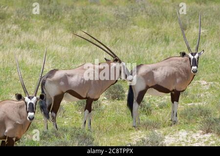 Gemsboks (Oryx gazella), debout sur l'herbe, curieux, Parc transfrontalier Kgalagadi, Cap Nord, Afrique du Sud, Afrique Banque D'Images