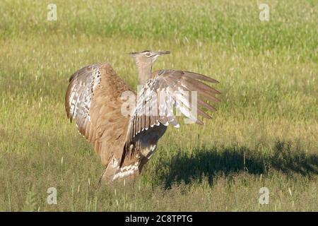 Kori butarde (Ardeotis kori), adulte qui touche ses ailes, en herbe, parc transfrontalier de Kgalagadi, Cap Nord, Afrique du Sud, Afrique du Sud Banque D'Images