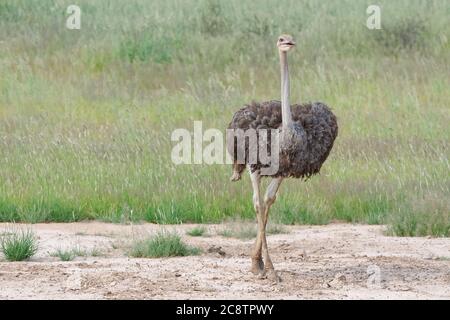 Autruche commune (Struthio camelus), femelle adulte, à pied du trou d'eau, parc transfrontalier Kgalagadi, Cap Nord, Afrique du Sud, Afrique Banque D'Images