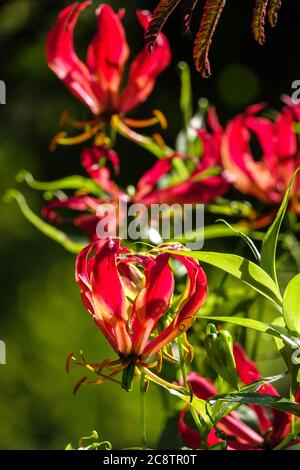 Gloriosa superba 'Rothschildiana' glorieux Lily grimper portrait de plante Banque D'Images