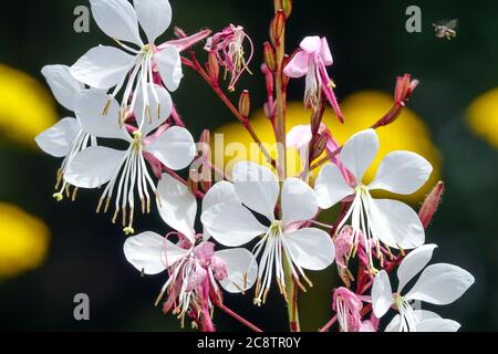 Applebloom Grass White Gaura lindheimeri Banque D'Images