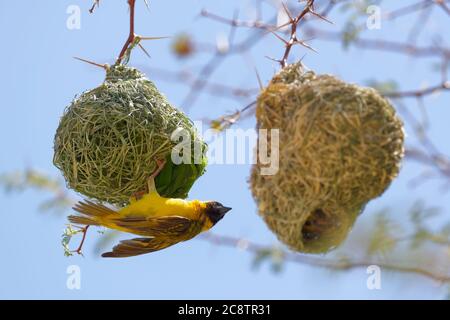 Tisserands masqués du sud (Ploceus velatus), hommes adultes accrochés à son nid, Parc transfrontalier Kgalagadi, Cap Nord, Afrique du Sud, Afrique Banque D'Images