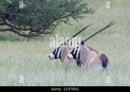 Gemsboks (Oryx gazella), adultes, debout dans la haute herbe, Parc transfrontalier de Kgalagadi, Cap Nord, Afrique du Sud, Afrique Banque D'Images