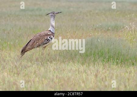 Kori bustard (Ardeotis kori), adulte, en haute herbe, Alert, Parc transfrontalier de Kgalagadi, Cap Nord, Afrique du Sud, Afrique Banque D'Images