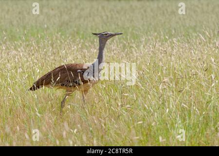 Kori bustard (Ardeotis kori), adulte, marche dans l'herbe haute, alimentation, parc transfrontalier Kgalagadi, Cap Nord, Afrique du Sud, Afrique Banque D'Images