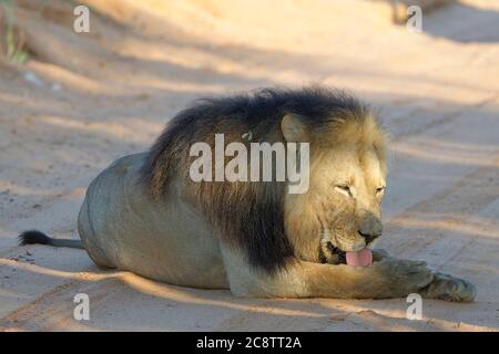 Lion à manne noire (Panthera leo melanochaita), vieux homme allongé sur une route de terre, léchant sa patte, Parc transfrontalier Kgalagadi, Cap Nord, Afrique du Sud Banque D'Images