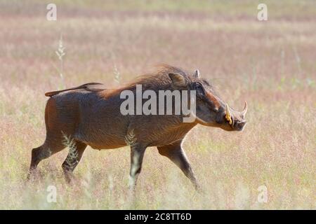 Parthog commun (Phacochoerus africanus), homme adulte, marchant dans les prairies sèches, Parc transfrontalier de Kgalagadi, Cap Nord, Afrique du Sud, Afrique Banque D'Images