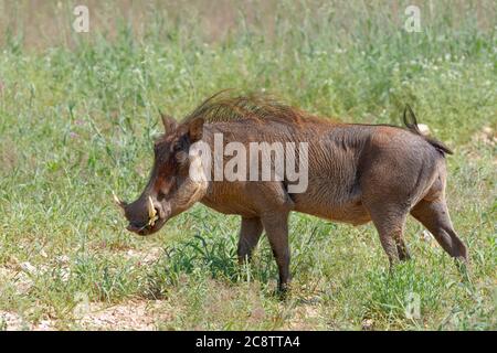 Pacochon commun (Phacochoerus africanus), homme adulte, se nourrissant de l'herbe, Parc transfrontalier Kgalagadi, Cap Nord, Afrique du Sud, Afrique Banque D'Images