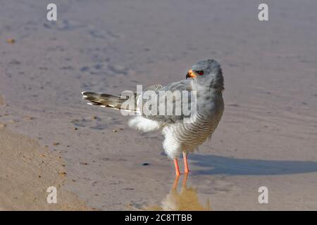 Gabar Gosshawk (Micronisus gabar), adulte, sur une route de terre, dans une flaque d'eau, Parc transfrontalier Kgalagadi, Cap Nord, Afrique du Sud, Afrique Banque D'Images