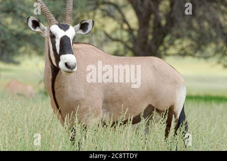 Gemsbok (Oryx gazella), homme adulte, debout dans la haute herbe, Parc transfrontalier de Kgalagadi, Cap Nord, Afrique du Sud, Afrique Banque D'Images